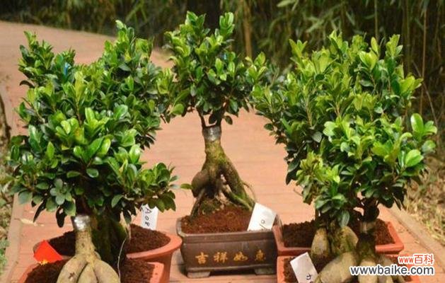 探索以榕树盆景养寓意最佳技巧的秘密 以榕树盆景养寓意最好的方法