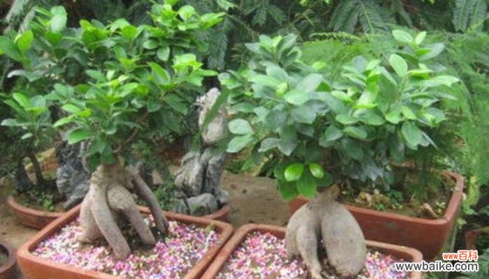 探索以榕树盆景养寓意最佳技巧的秘密 以榕树盆景养寓意最好的方法
