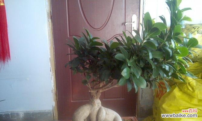 探索以榕树盆景养寓意最佳技巧的秘密 以榕树盆景养寓意最好的方法