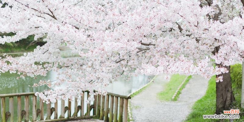 日本樱花的象征意义及文化底蕴 樱花盛开，寄托美好