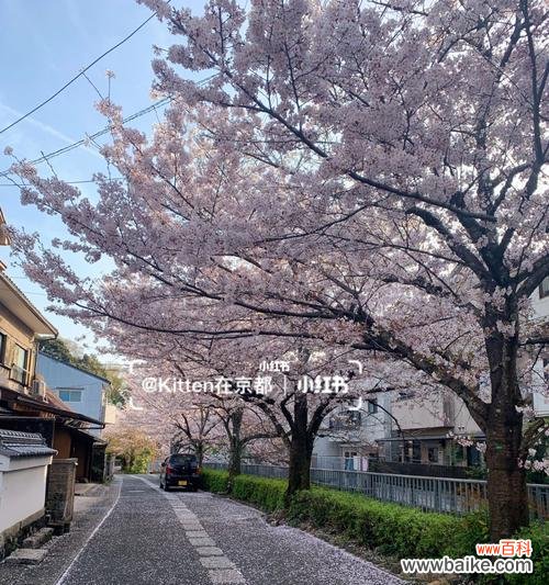 日本樱花的象征意义及文化底蕴 樱花盛开，寄托美好