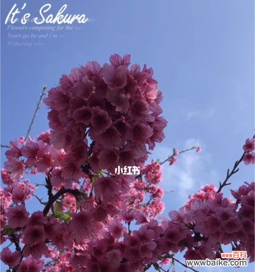 日本樱花的象征意义及文化底蕴 樱花盛开，寄托美好