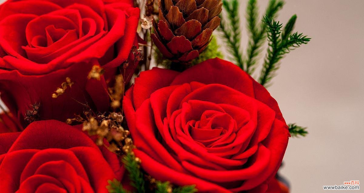 探究玫瑰花数量的隐含意义 三十三朵玫瑰的寓意与象征