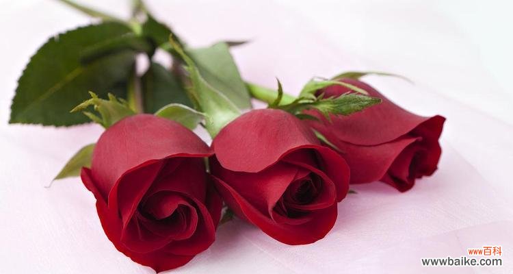传递爱、美和热情的花语 三朵红玫瑰的象征意义