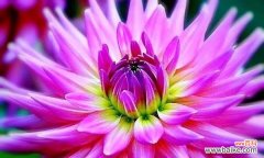 大丽花的象征意义与传承 大丽花的花语与寓意