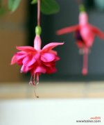 探究吊钟花的花语与寓意 吊钟花的花语