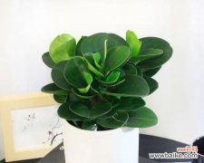 探究以豆瓣绿为主题的风水学说与实践 以豆瓣绿为主题的风水寓意