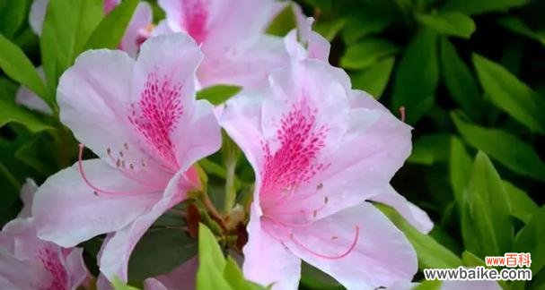 揭示杜鹃花背后的意义与寓意 杜鹃的花语