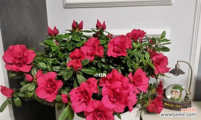 杜鹃花的象征意义及其内涵 杜鹃花