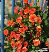 解读多头玫瑰花所代表的不同花语与涵义 多头玫瑰的花语