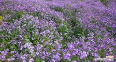 盛开在寒冷冬日的温暖使者 二月兰的花语