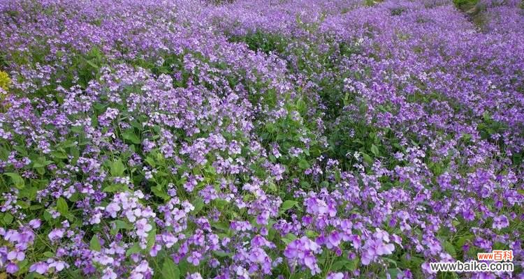 盛开在寒冷冬日的温暖使者 二月兰的花语