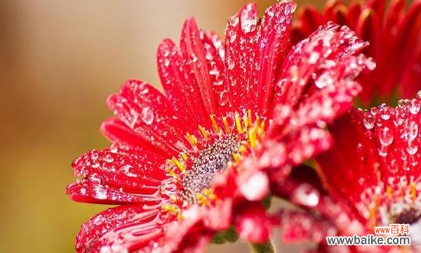 揭示非洲菊的花语和隐藏的花艺学 非洲菊的花语及其象征意义