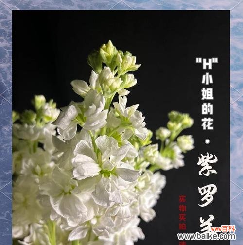 紫罗兰在动漫中的花语是什么？紫罗兰花语的动漫语录有哪些？