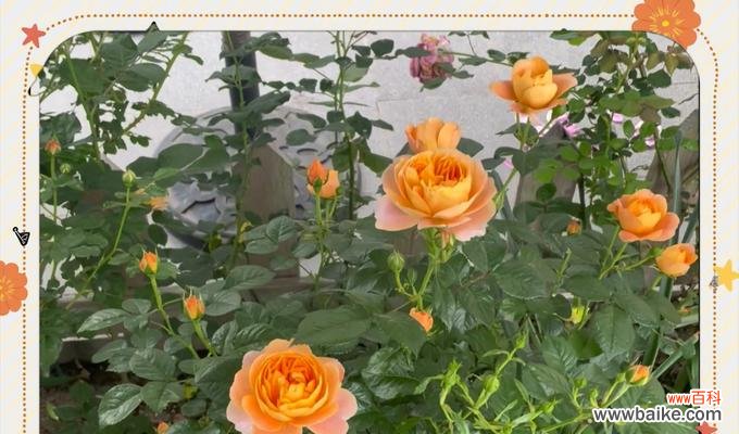 月季花语古语有何深层含义?