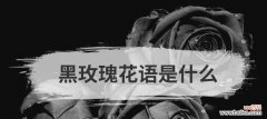 十一支黑玫瑰花的含义是什么？黑玫瑰在花语中代表了什么？
