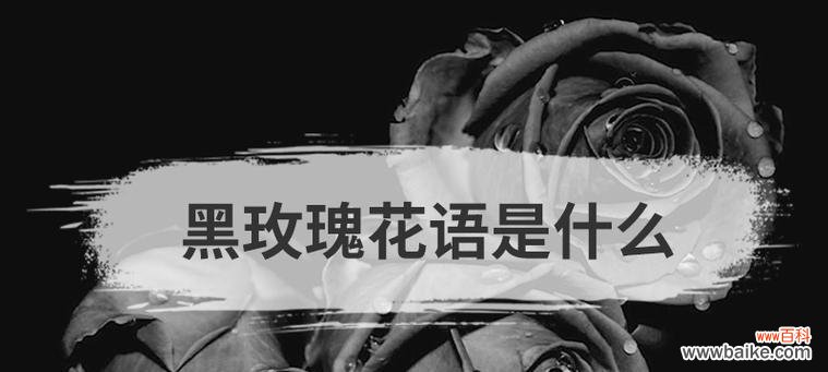 十一支黑玫瑰花的含义是什么?黑玫瑰在花语中代表了什么?