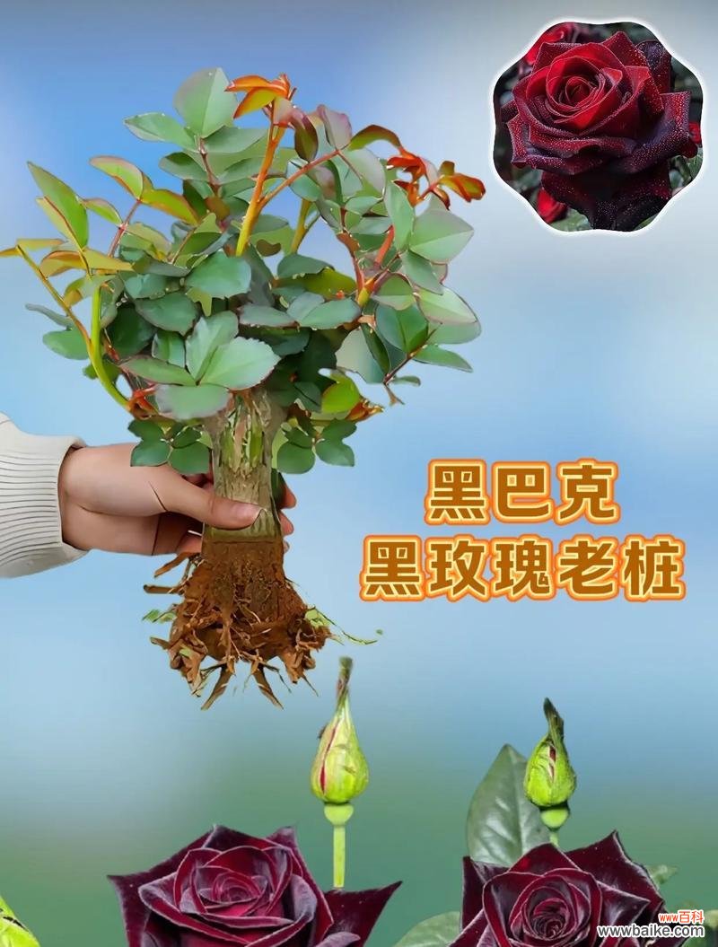 十一支黑玫瑰花的含义是什么?黑玫瑰在花语中代表了什么?