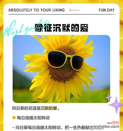 向日葵的花语传达了哪些信息?