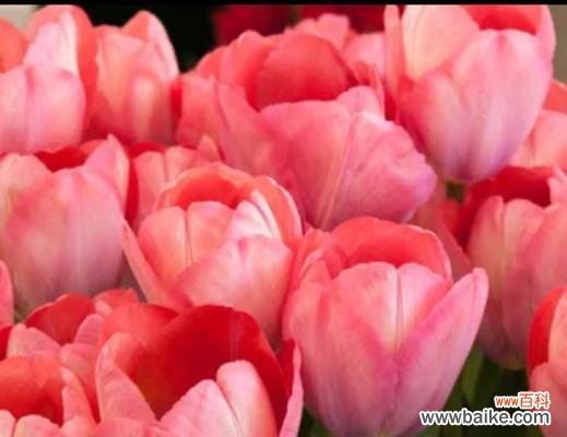 什么花象征喜讯？花语中蕴含的喜悦有哪些？