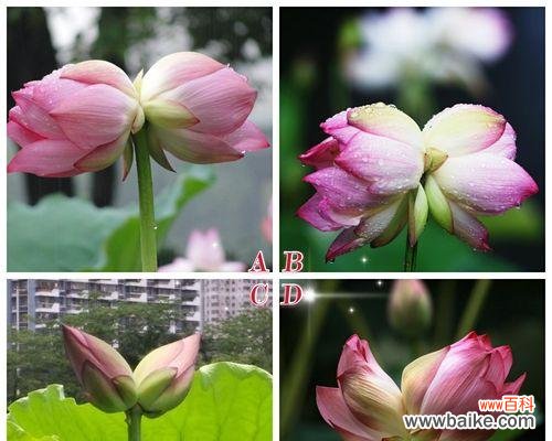 遇见贵人花语代表了什么?