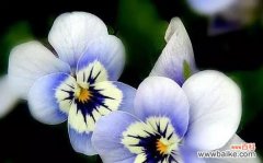 探索三色堇的花语和象征意义 三色堇花语与意义