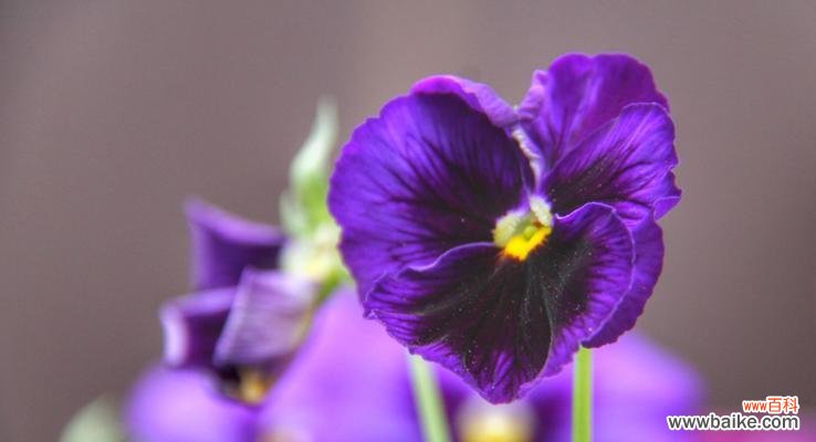 探索三色堇的花语和象征意义 三色堇花语与意义