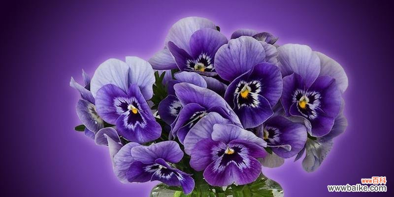 探索三色堇的花语和象征意义 三色堇花语与意义