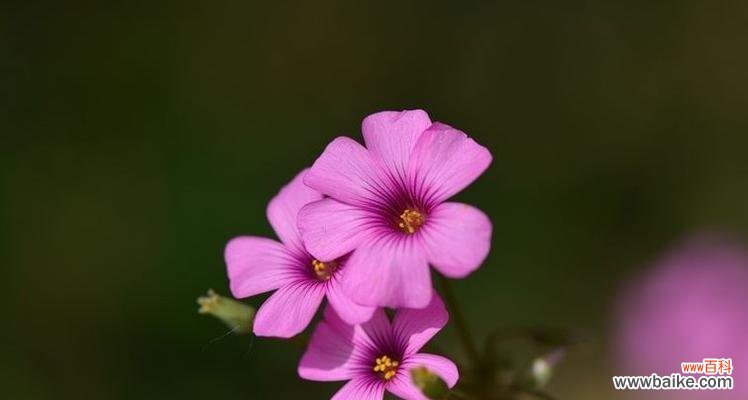 花开花谢皆由命,人生得失任天定 三轮草花语与人生的启示
