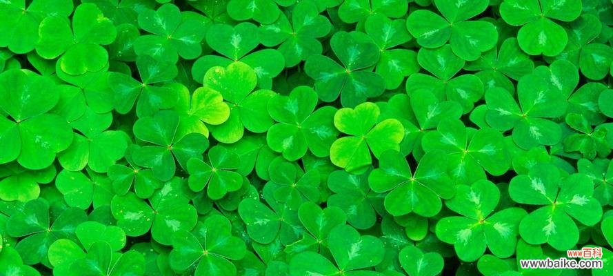 花开花谢皆由命,人生得失任天定 三轮草花语与人生的启示