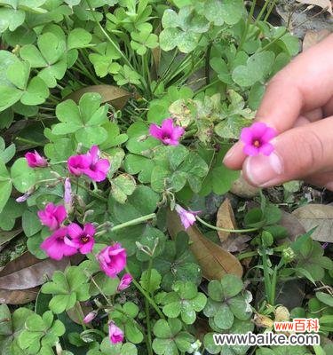 花开花谢皆由命,人生得失任天定 三轮草花语与人生的启示