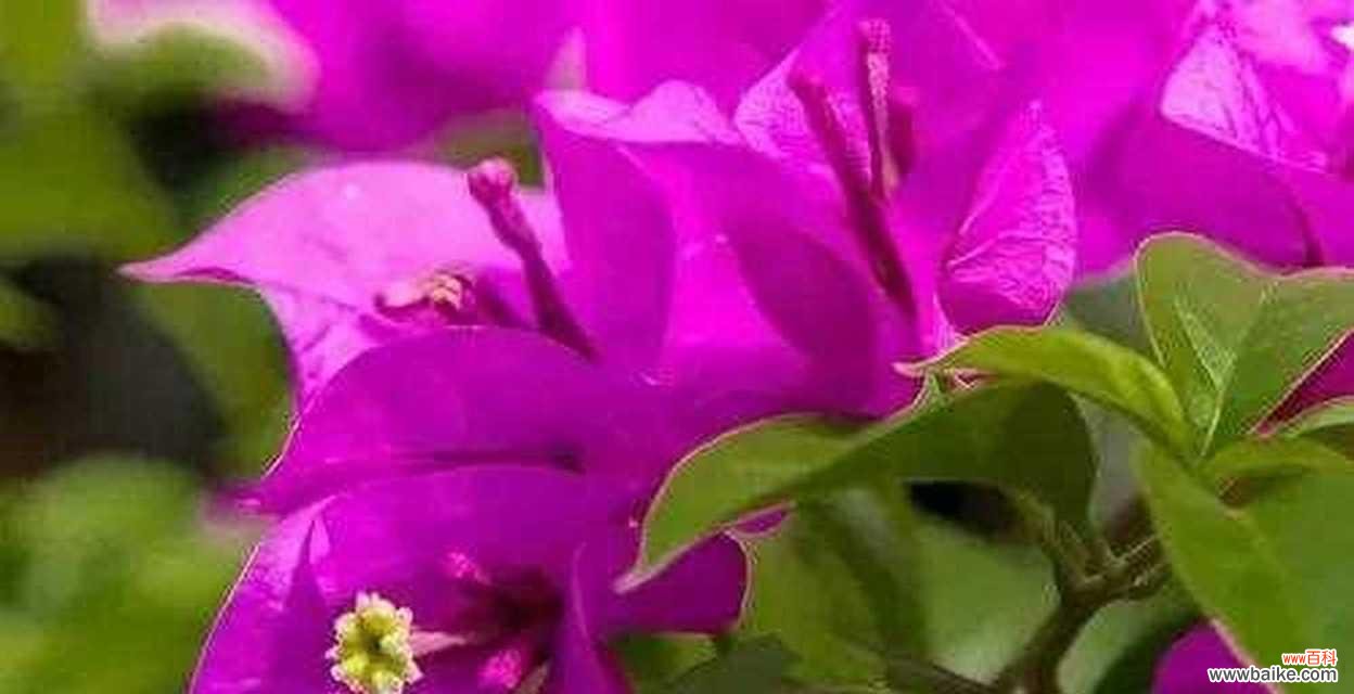 探索三角梅花的传统与象征意义 三角梅花的花语与寓意