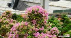 以三角梅花语为窗，赏识自然之美 三角梅花语之美——探索花语与传统文化的结合