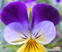 探秘三色堇的花语和传说故事，感受花海中的浪漫情怀 三色堇