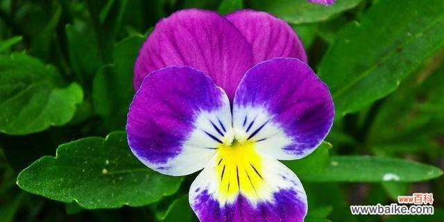 探寻三色堇花的含义和神话故事,解读其深层寓意 三色堇花语与传说