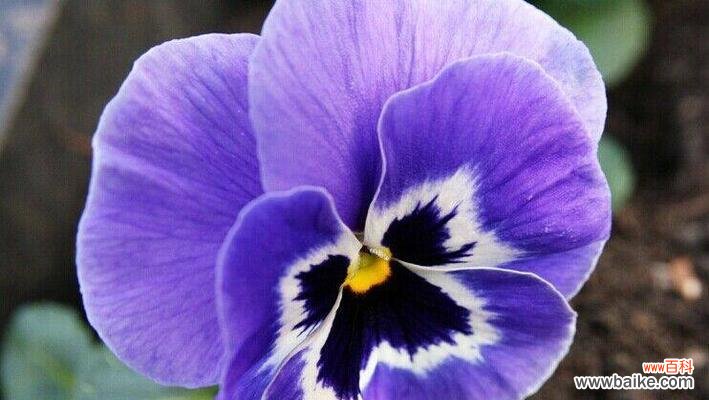 探寻三色堇的深层内涵，一同体悟生命的美好 绽放生命之美——三色堇的花语与寓意