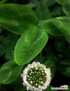 探寻幸运与希望的三叶草之谜 三叶草的含义与花语