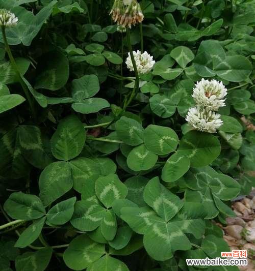 带给你好运的三叶草,幸运与希望的象征 三叶草的花语及其象征意义