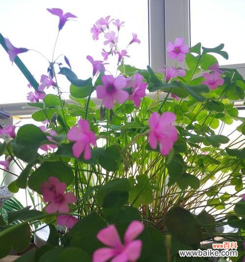 探索幸运与希望的代表植物 三叶草的花语与寓意