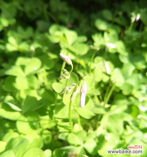 探索幸运与希望的代表植物 三叶草的花语与寓意