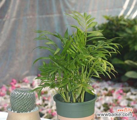 探寻散尾葵的象征意义和美丽之处 以散尾葵的寓意为主题的文章