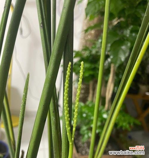 探寻散尾葵的象征意义和美丽之处 以散尾葵的寓意为主题的文章