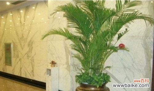 探寻散尾葵的象征意义和美丽之处 以散尾葵的寓意为主题的文章