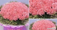 传递爱与感激之情的康乃馨花语 粉色康乃馨花语的意义和传达方式