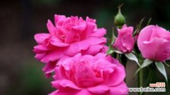 探寻粉色月季花的美丽寓意 粉色月季花语的象征与寓意