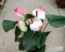 解读粉掌花语 以粉掌的花语是什么