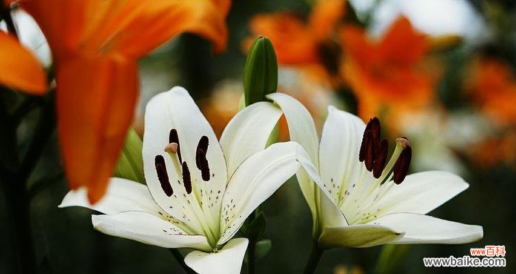 传递爱与宁静的芬芳 花开如梦,粉百合的花语