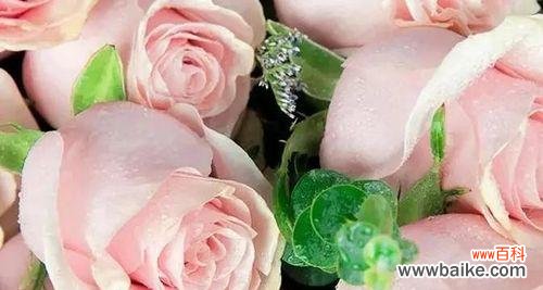 深入探索花语中的美丽与寓意 以粉佳人的花语为主题的文章