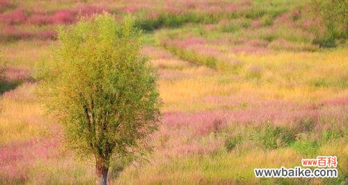 揭秘粉黛乱子草的花语及其象征的爱情梦境 粉黛乱子草花语解读——爱的微笑之美