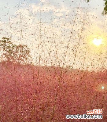 探寻粉黛乱子草的花语 粉黛乱子草